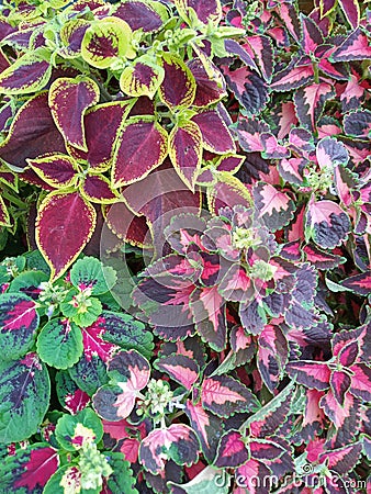 ColeusÂ is a formerÂ genusÂ ofÂ flowering plantsÂ in theÂ familyÂ Lamiaceae. Stock Photo